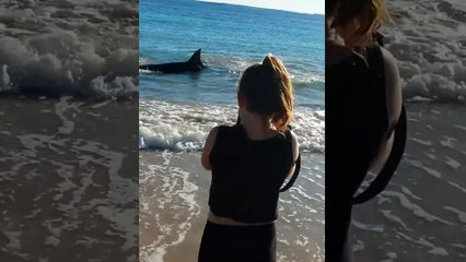 Un grand requin blanc s'échoue telle une baleine