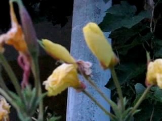 Ezan okunurken açan çiçek bilimi şaşkına çevirdi!