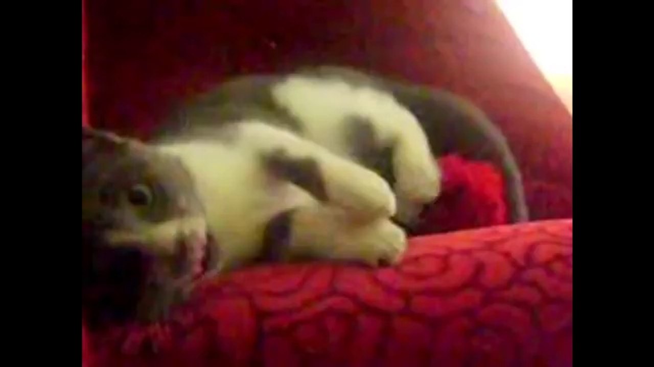 Funny Cats Compilation - Funny Cat Videos Ever- Funny Videos - Funny Animals - Funny Animal Videos 2