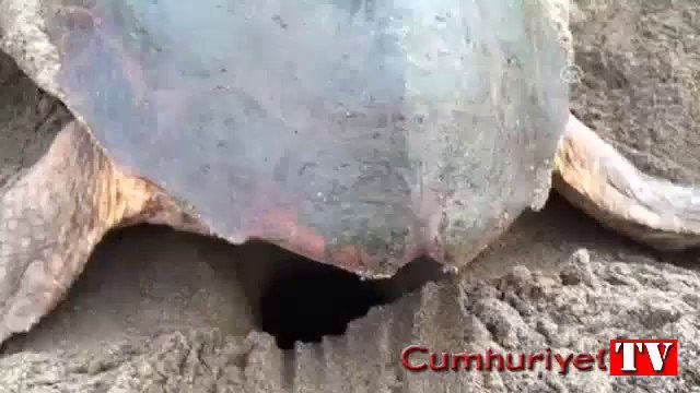 Çevreciler, caretta caretta yuvalarını korumaya aldı