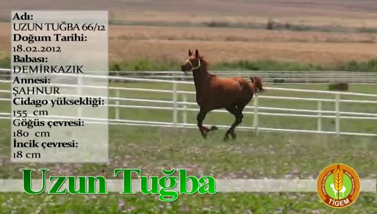 UZUN TUĞBA