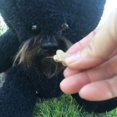 Feed a dangerous Teddy Bear!