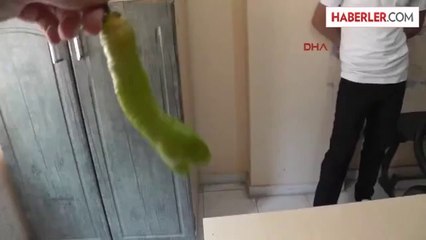 Yılan Şeklindeki Biber Şaşırttı