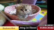 Cute cat-kitten compilation 2014 By Johnny Lee Channels