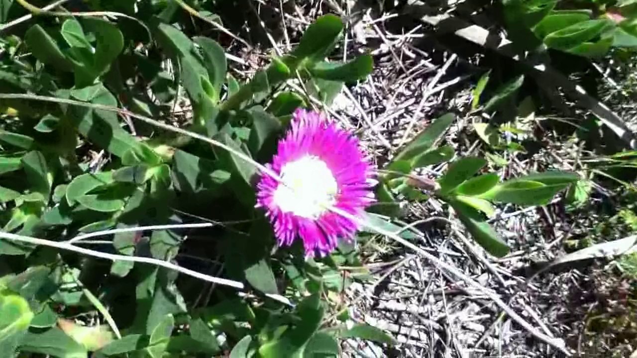 DOROTHEA BIEDERMANN, Fragezeichen