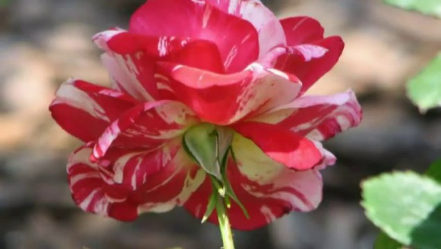 Mohabbat To Anmol Heera Hai - Sonu Nigam, Anuradha Paudwal - Bewafa Sanam - Vol. 05