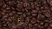 Epicuriousity - Gevalia: Roasting Coffee Beans to Perfect a Smooth Finish