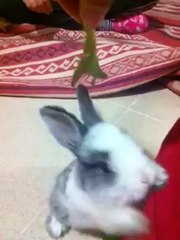 Marul yiyen tavşan mükramn