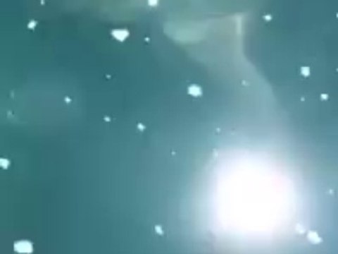 Sharks Gather for Feeding Frenzy