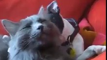 BEST LOVE FOR CAT TITANIC