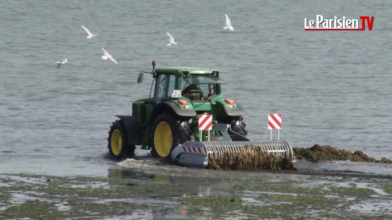 En Normandie, le fléau des algues vertes