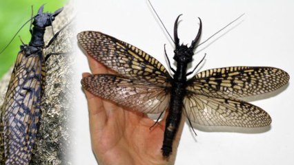 Largest (Scariest) Aquatic Bug Discovered in China