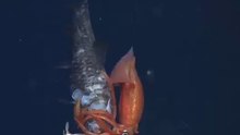 Fight to the death between squid and fish