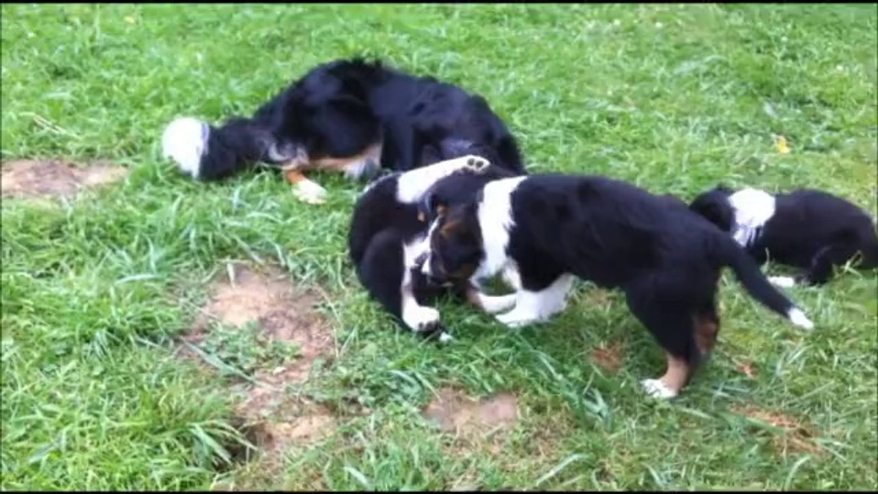 chiots GinXKobe 6 semaines et demi