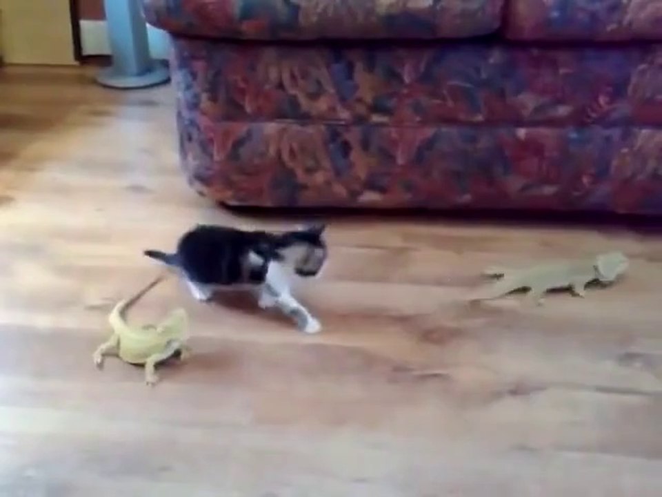 Cute Scary Cat