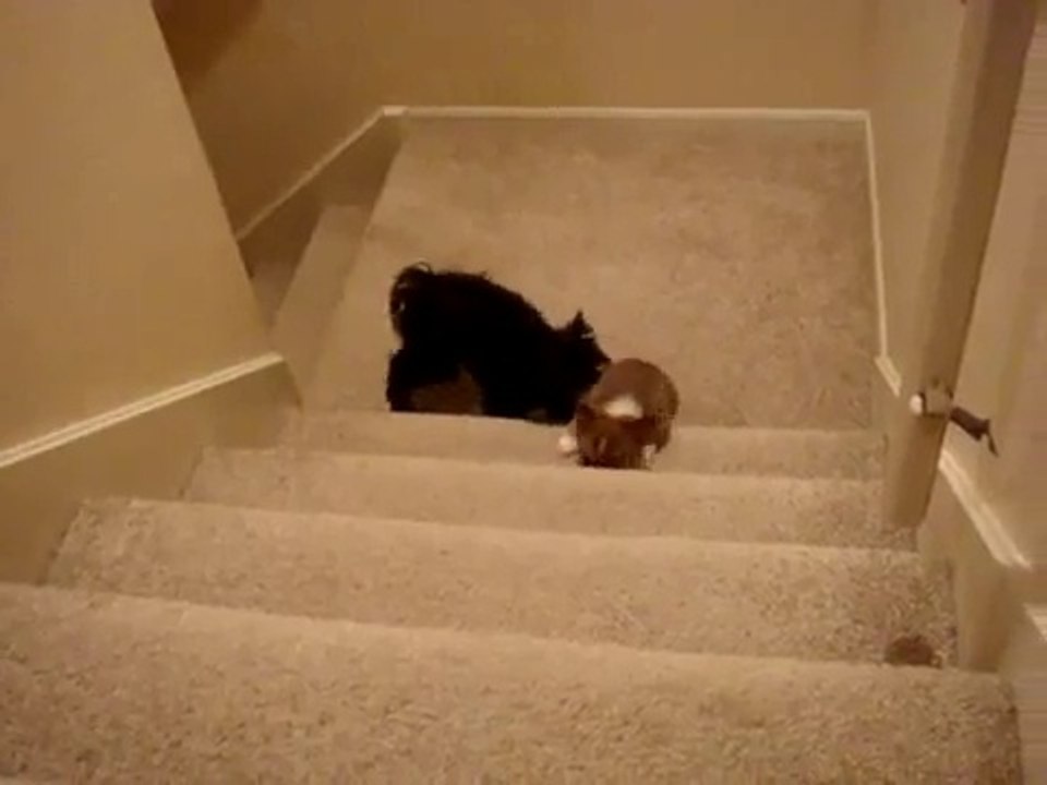 Un chien aide un chiot à monter les escalier !