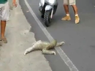 Un ange aide un paresseux à traverser une autoroute