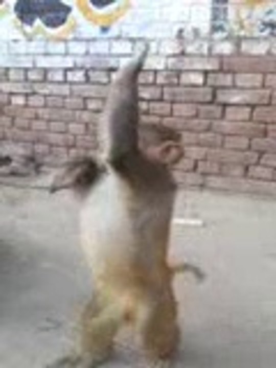 MONKEY DANCE IN MAY