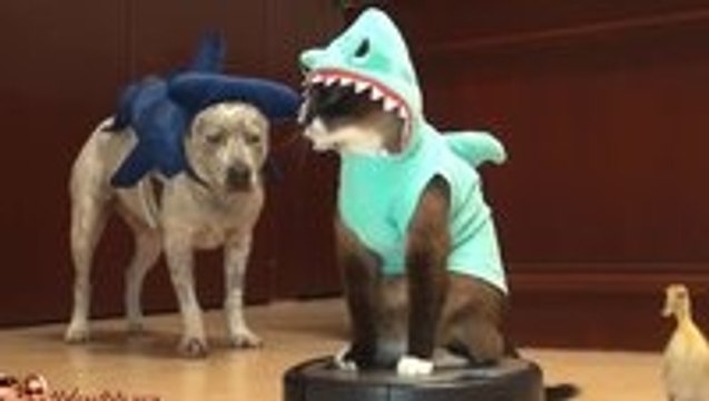 Cat wearing a shark outfit on a Roomba chasing a duckling