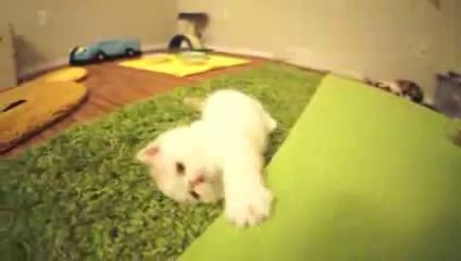 Kitten Bun Bun's Funny Reactions to Camera