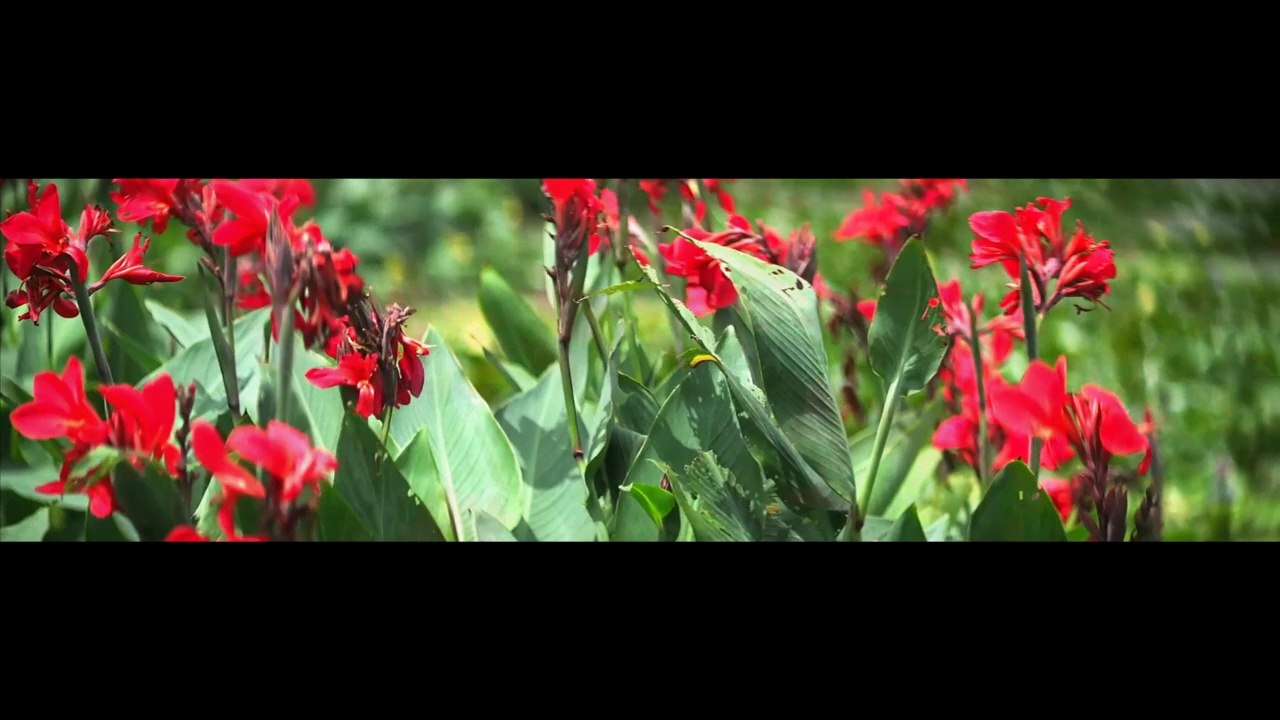 Test Lens Cosmicar TV lens 75-1.4 , Singer Anamorphic Cinema Scope