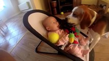 So cute dog wants to apologize after he stole baby toys! Adorable...