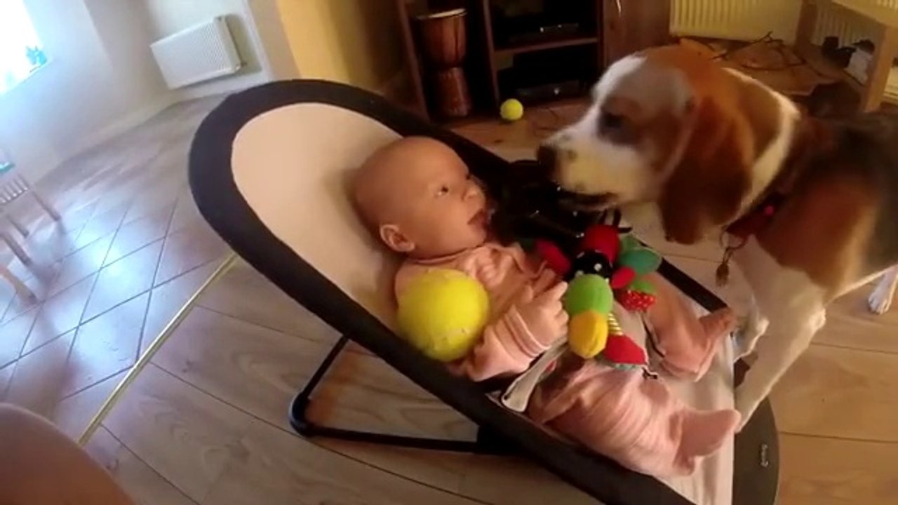 So cute dog wants to apologize after he stole baby toys! Adorable...