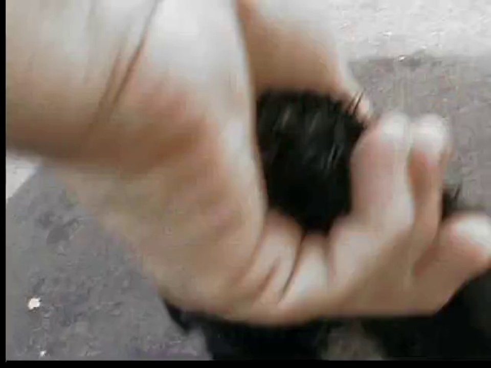 bébés Terriers du Tibet du 24/5/2014