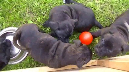 52ème vidéo de la 15ème portée staffie de Staffordland