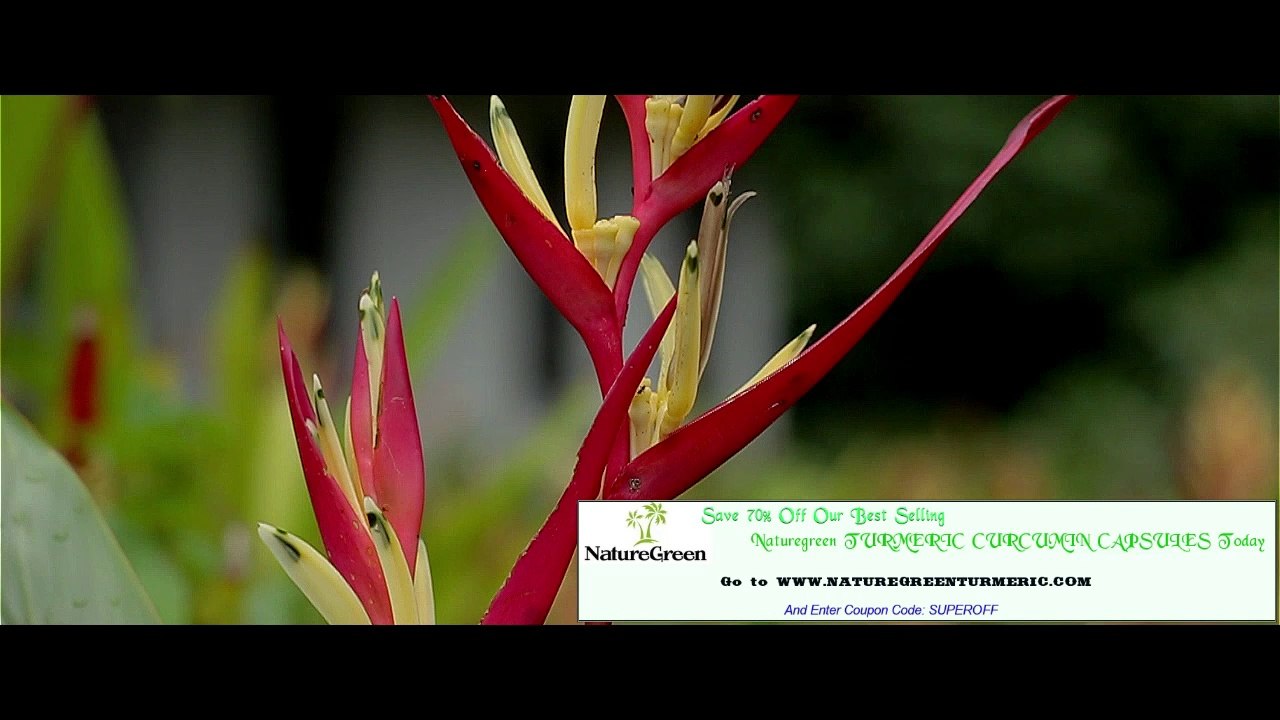 Turmeric Capsules Benefits