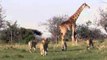 Mother Giraffe Protects Calf From Lions in Kenya