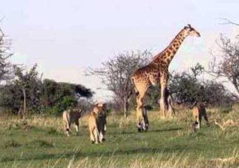Mother Giraffe Protects Calf From Lions in Kenya