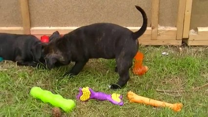 56ème vidéo de la 15ème portée staffie de Staffordland