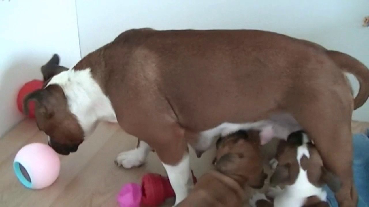 47ème vidéo de la 16ème portée staffie de Staffordland