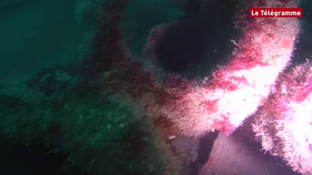 Brest. Des épaves de 1944. Quatre canonnières en mer d'Iroise