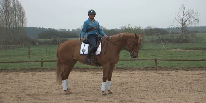 Cheval Pratique 294 - Plat L'arret
