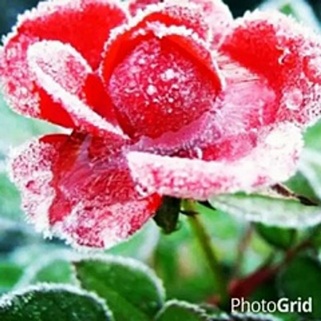 دعاء المغامسي