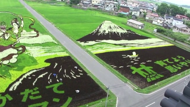 Japon: des rizières transformées en dessins géants à Inakadate