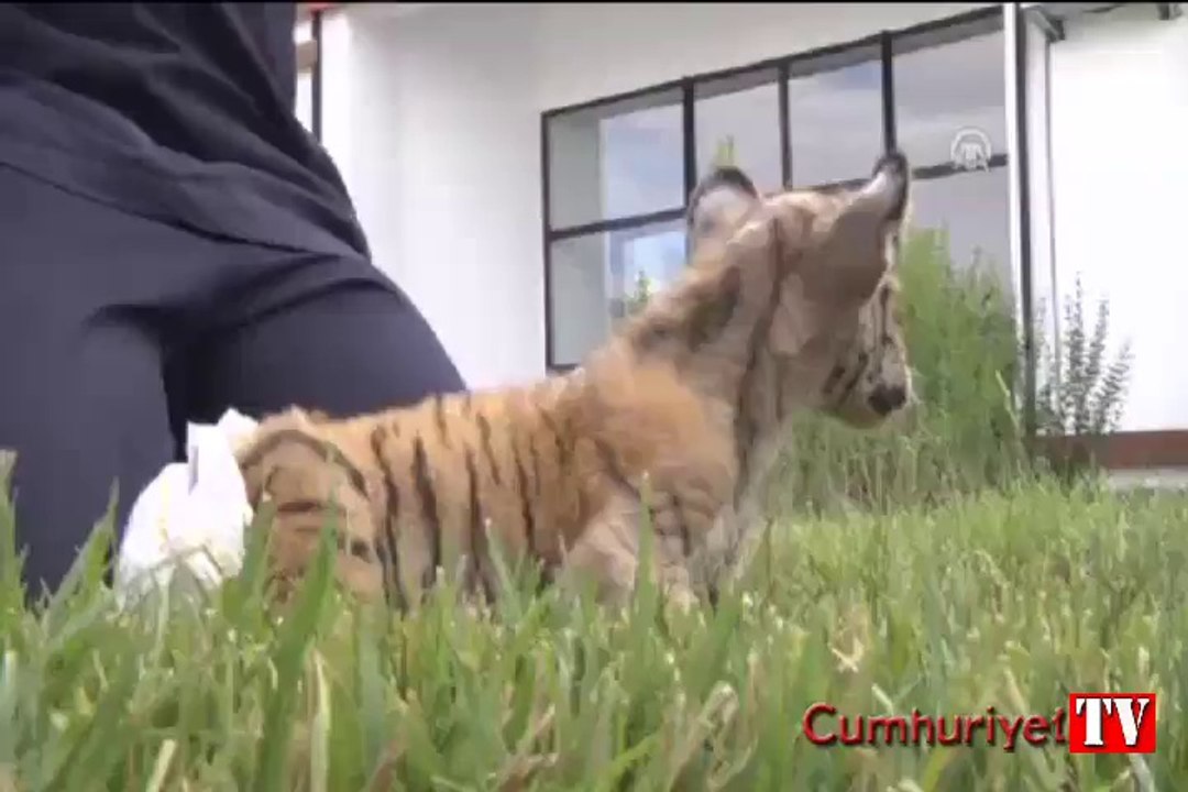 Hayvanat bahçesinin yeni gözdesi