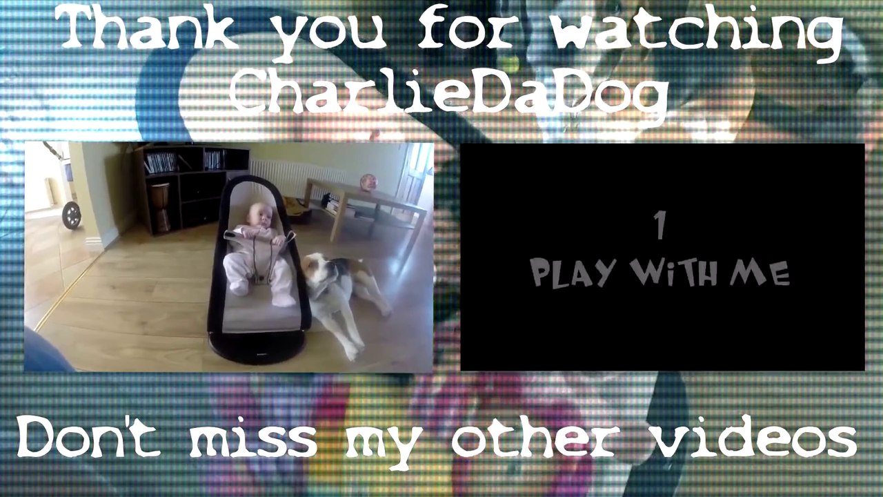 Un chien se fait pardonner d'avoir fait pleurer un bébé