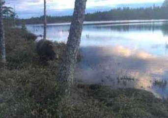 Bear Cub Tries to Snatch Camera Lens
