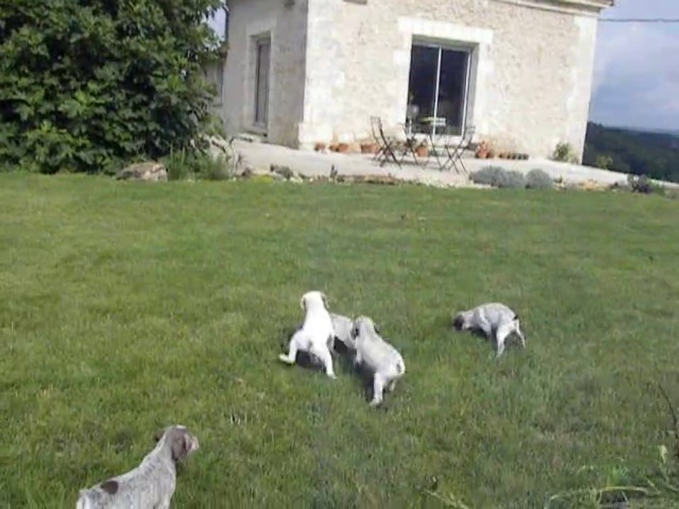 Bourbonnais, Portée de Défi/Django du Fief D'Epsom