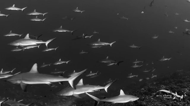 Banc de centaines de requins... Flippant!