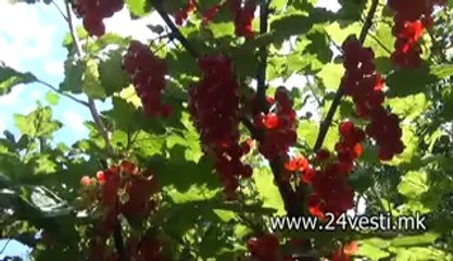 PLASMAN NA FARMERI 22 07