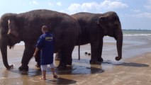 Bain de mer pour les éléphants
