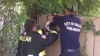 Firemen Rescue Cat Stuck On Fence