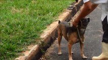 Sovipa - Cães do Canil Municipal para Adoção