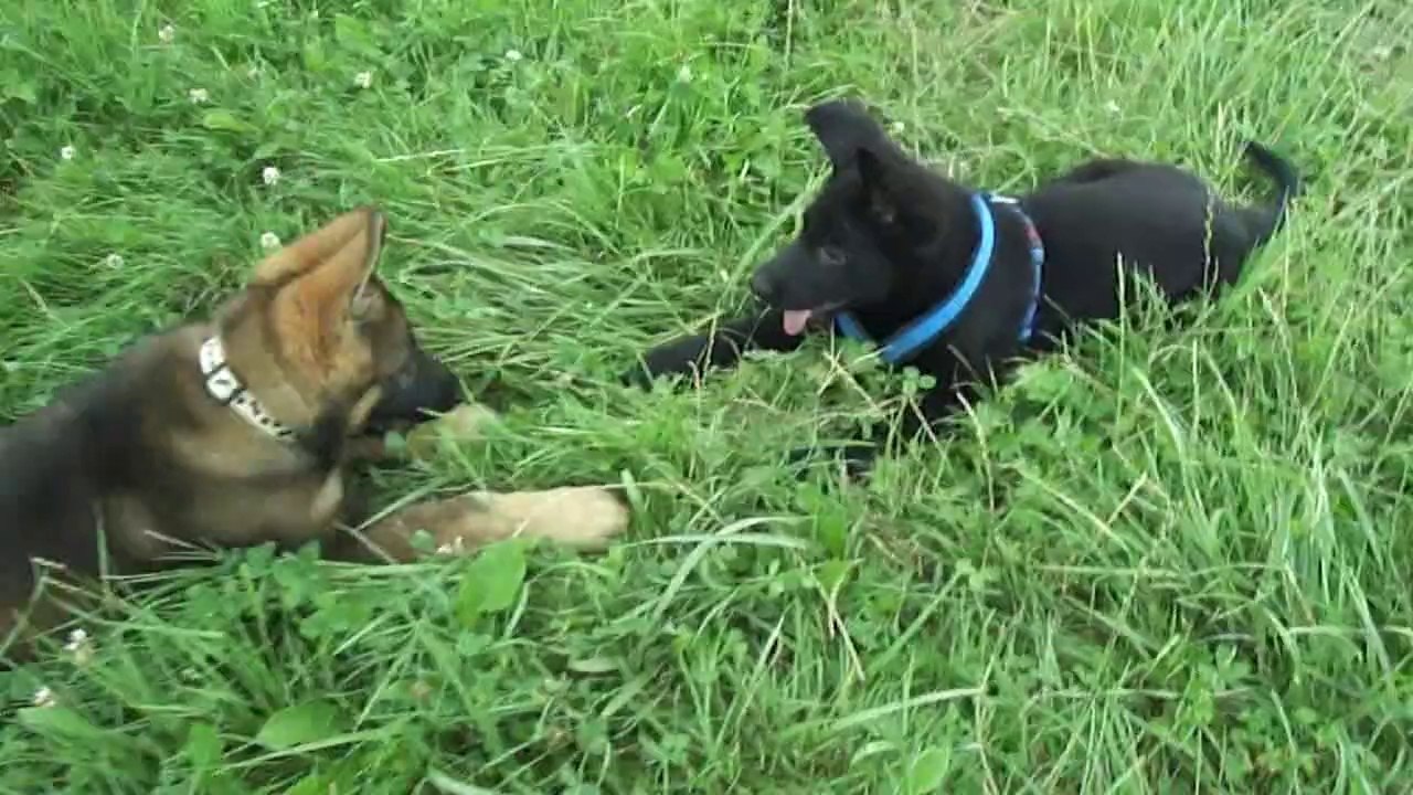 Mes 2 chiots