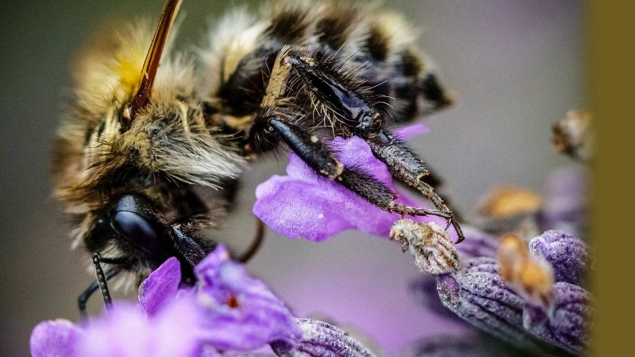 Abeilles, bourdons, papillons ... insectes et Macrophotographie