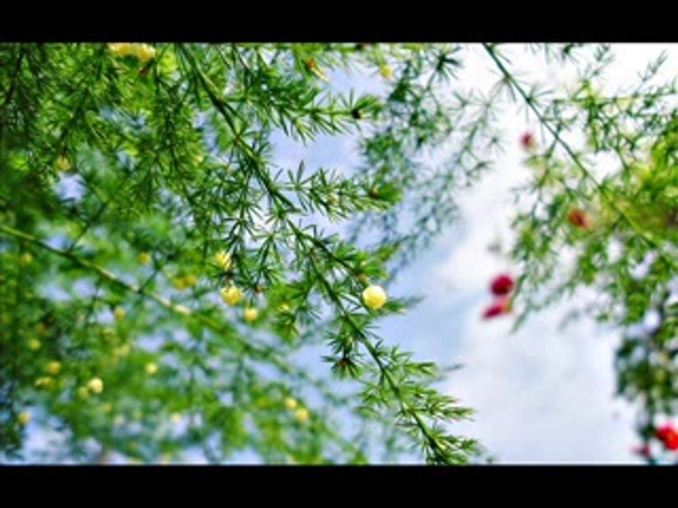 Cherry Bombshell - Kecewa
